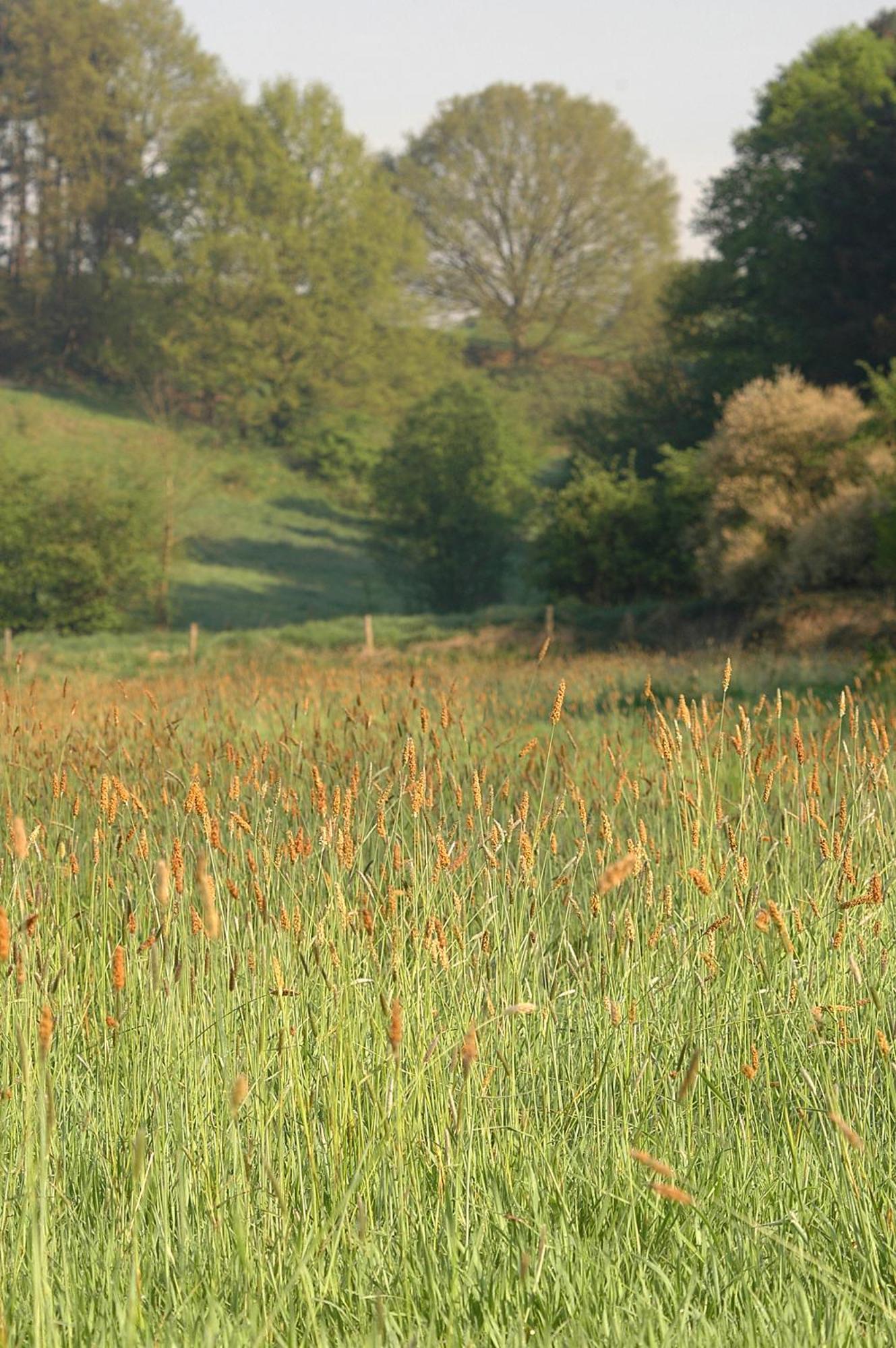 B&B Bertem Natuur Leuven Exteriör bild