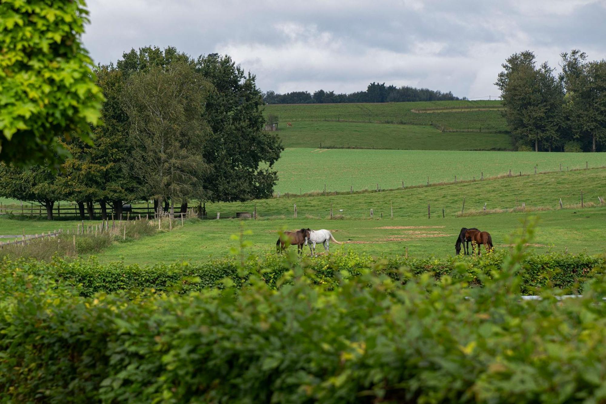 B&B Bertem Natuur Exteriör bild