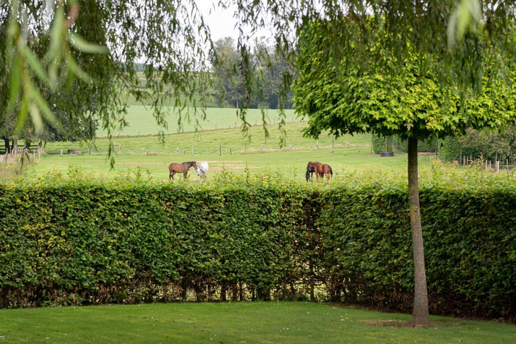 B&B Bertem Natuur Exteriör bild